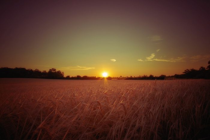 Sunrise in a summer field