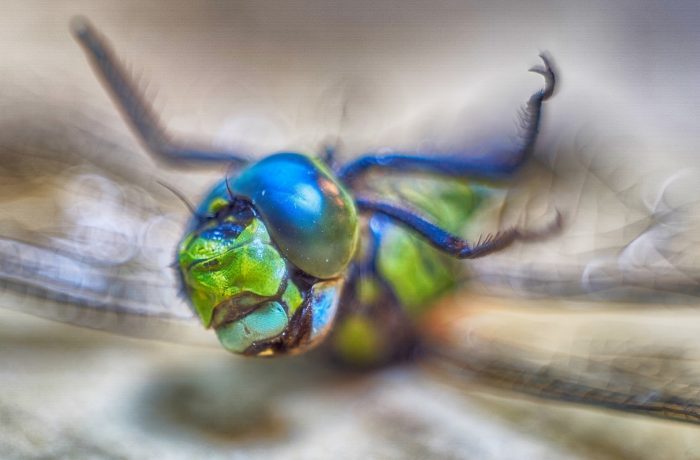 Dragonfly inverted